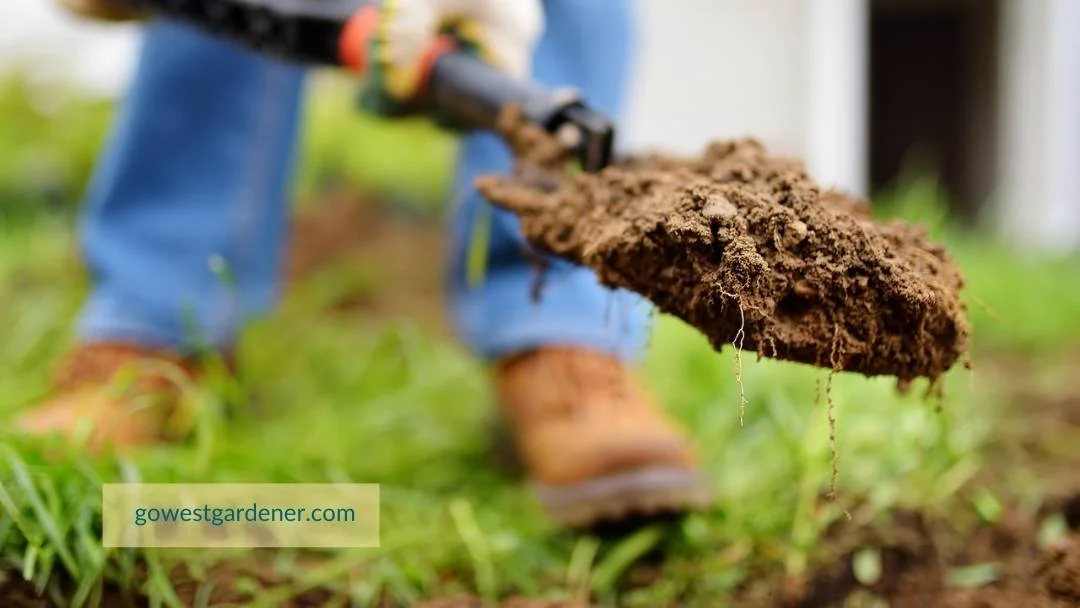In theory, you can plant perennials anytime the ground isn't frozen.