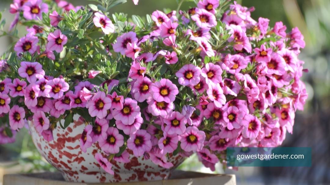 Small flower pot with colorful, pink calibrachoa
