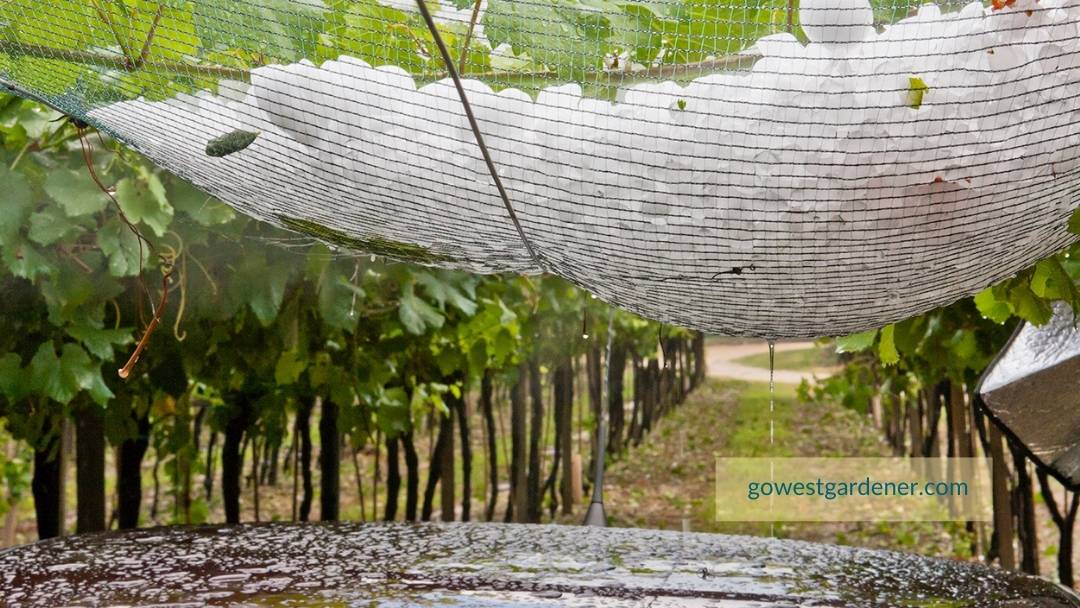 Hail netting collects hail and protects plants