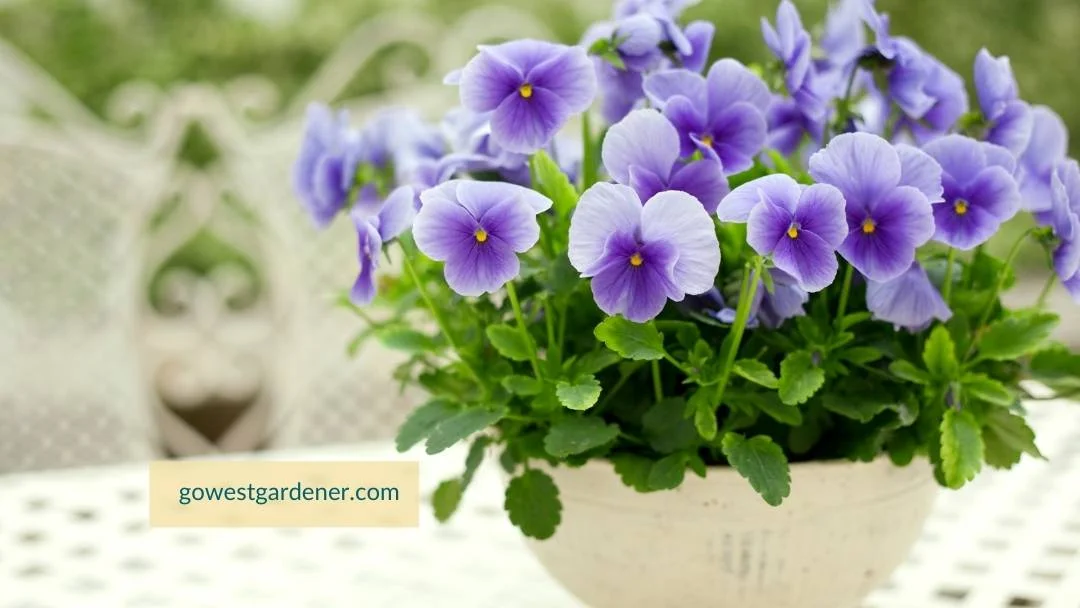 Want flowers you can plant in March? These purple pansies are a great addition to your spring flowerpots.
