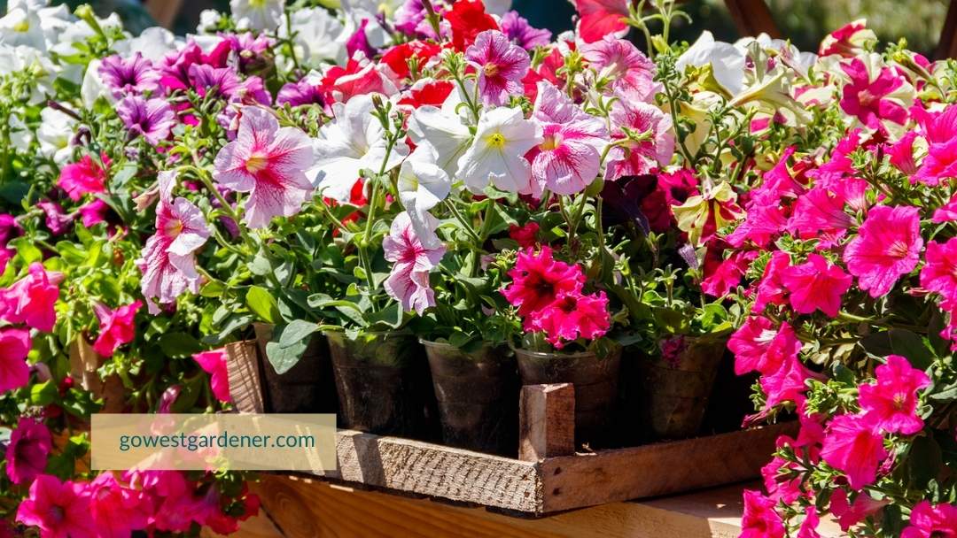 If you buy flowers like petunias too early, you may need to protect them from frosts.