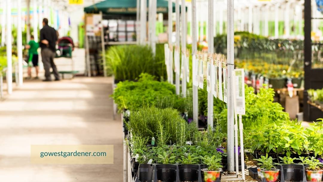 Perennials growing at indoor garden centers often aren't ready for planting outside yet.