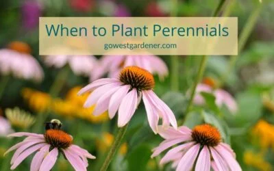 When’s the Best Time to Plant Perennials in the Spring in Colorado & Similar States?