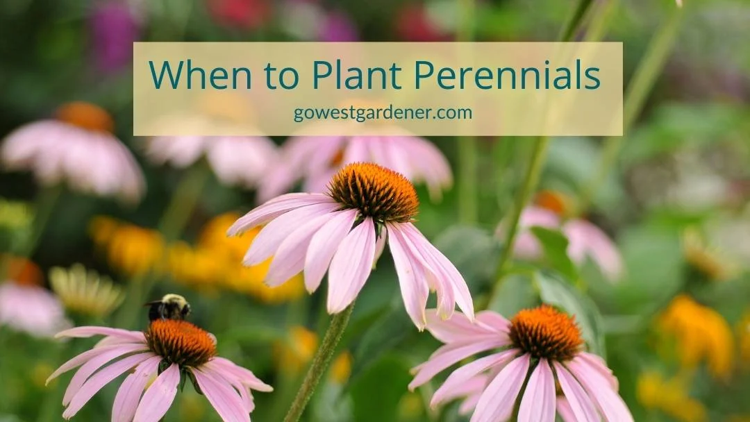 When-to-plant-perennials When should you plant perennials in Colorado in the spring?