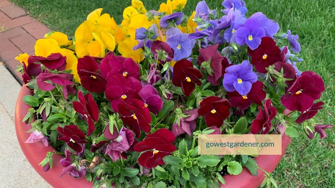 Colorful pansies are overflowing from a flowerpot in the spring.