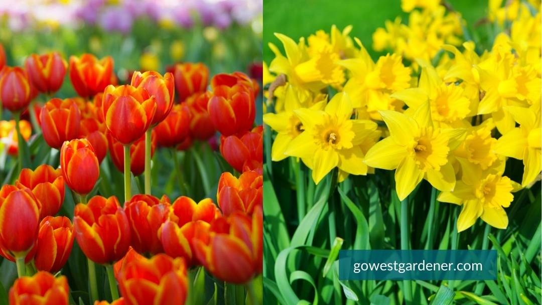 Tulips and daffodils, spring flowers
