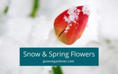 “Will Snow Kill My Spring Flowers Like Tulips? Should I Protect Them?”