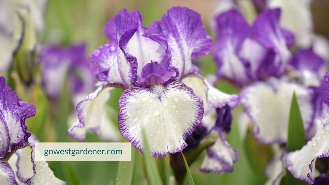 Bearded irises are drought tolerant, making them great for a waterwise garden.