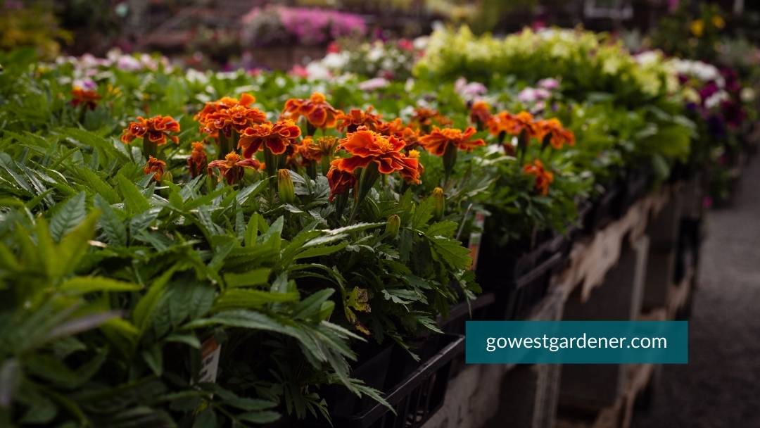 How to choose flowers when you have so many choices