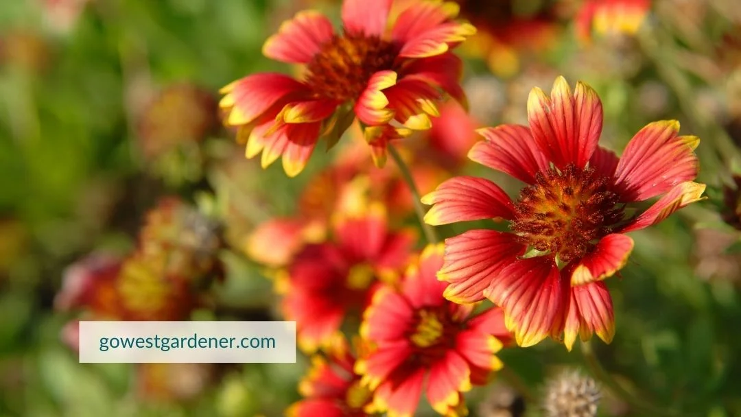 Gaillardia (Blanket Flower) is an example of a waterwise flower.