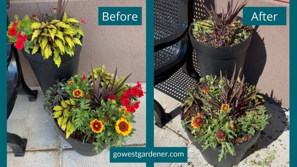 Before and after of hail damage to beautiful flowerpots of annuals