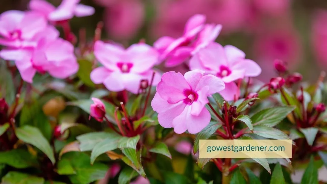 New Guinea Impatiens are annuals that are vulnerable to hail damage