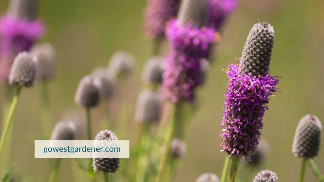 Purple prairie clover