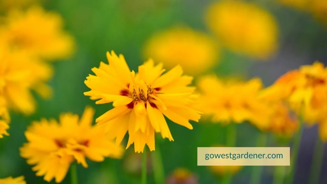 Coreopsis (commonly known as Tickseed) is an example of a hail resistant flower plant.