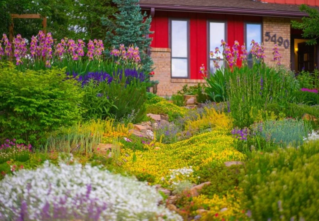 Example of a drought-tolerant, pre-planned flower garden for Colorado