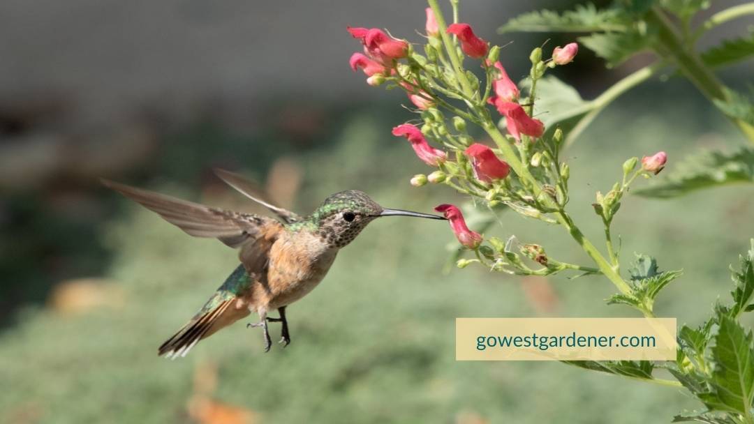 Want a flower to attract hummingbirds? Plant the drought-tolerant flower known as Red Birds in a Tree.