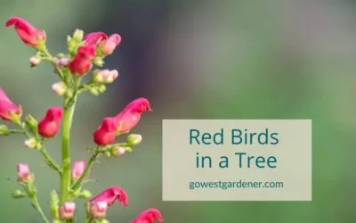 Red Birds in a Tree: A Drought-Tolerant Flower That’s a MAGNET for Hummingbirds