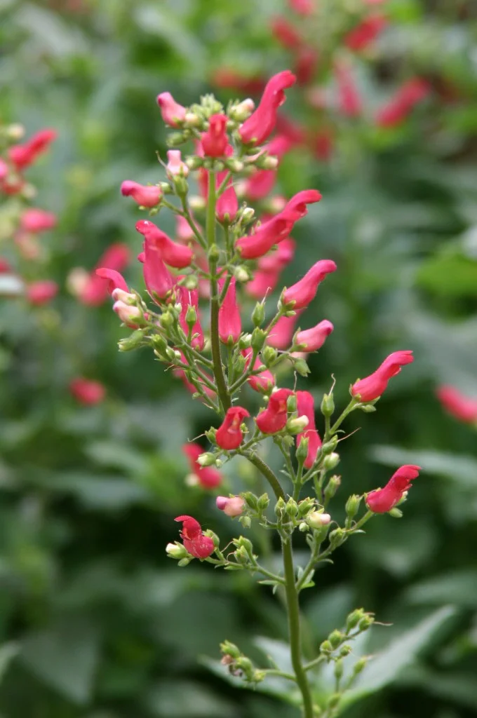 The red flowers on Scropularia macrantha look like red birds in a tree.