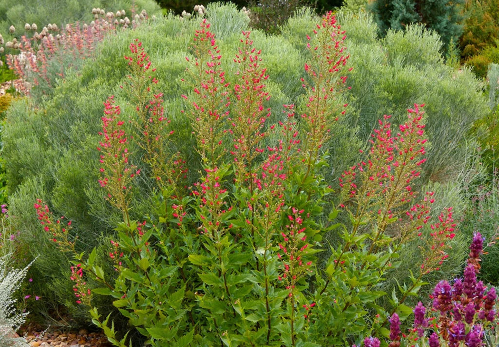 The red flowers on Scropularia macrantha look like red birds in a tree.