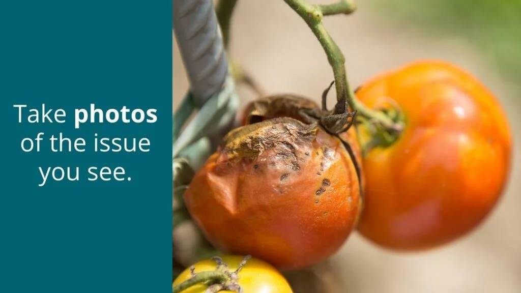 Take photos of the disease, insect or issue you see on the flower or vegetable