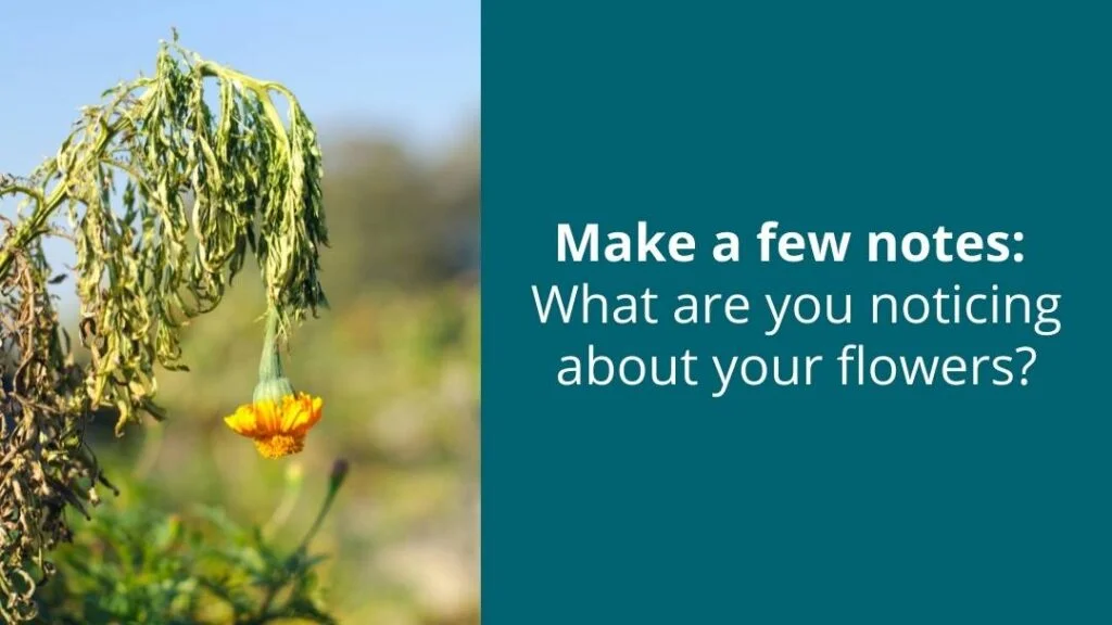 Take notes on how your flower looks sick or what makes you think it's dying.