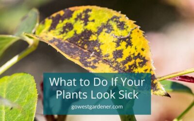 “My Flowers Look Sick. What Do I Do??”