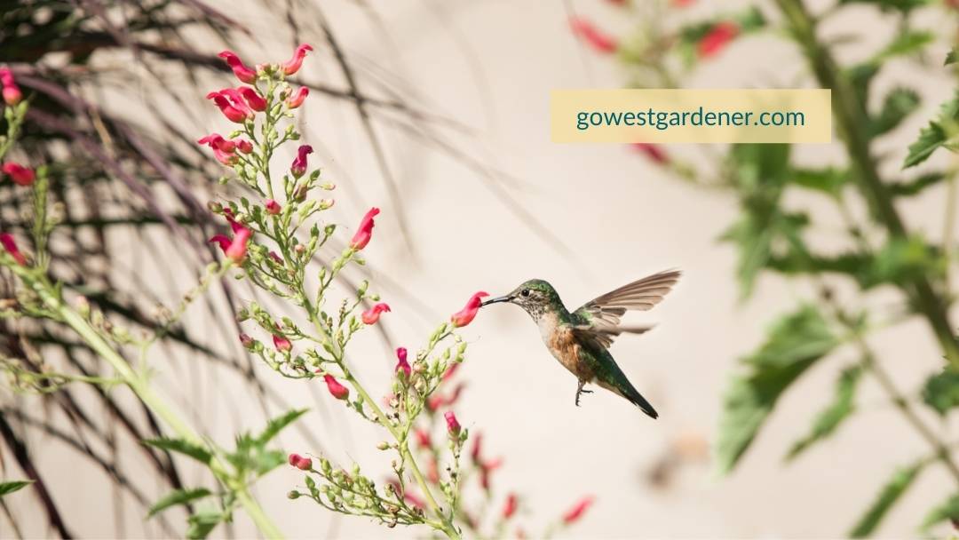 A hummingbird visits a xeric red flower called Red Birds in a Tree