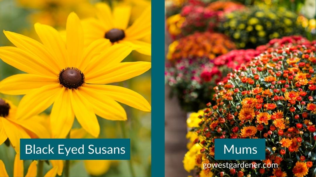 In the fall, add in Black Eyed Susans or mums to change the flowers in your pots.