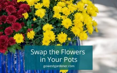 “Can I Change the Flowers in My Flowerpots for Fall?”