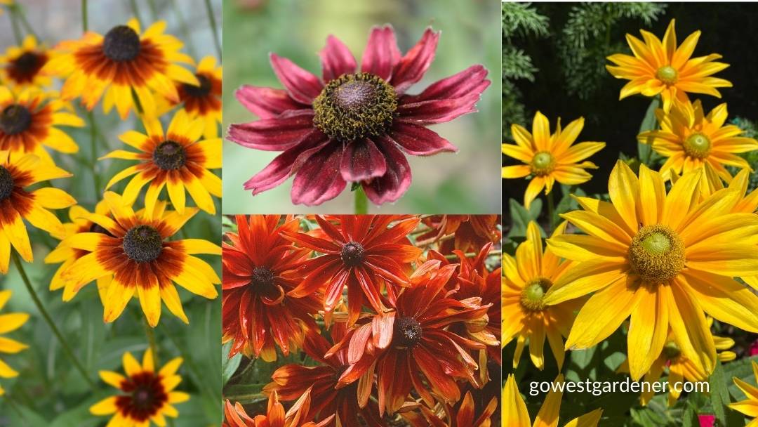 There are many pretty colors of Gloriosa Daisy flowers to add to your flowerpots. 