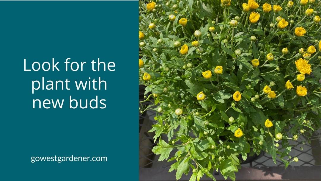 Look for flower plants that have a lot of new buds.