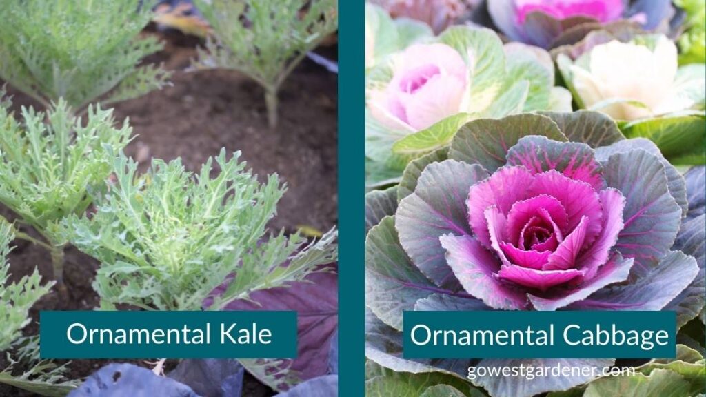 Ornamental kale and ornamental cabbage can be good flowers for fall flowerpots in Colorado.