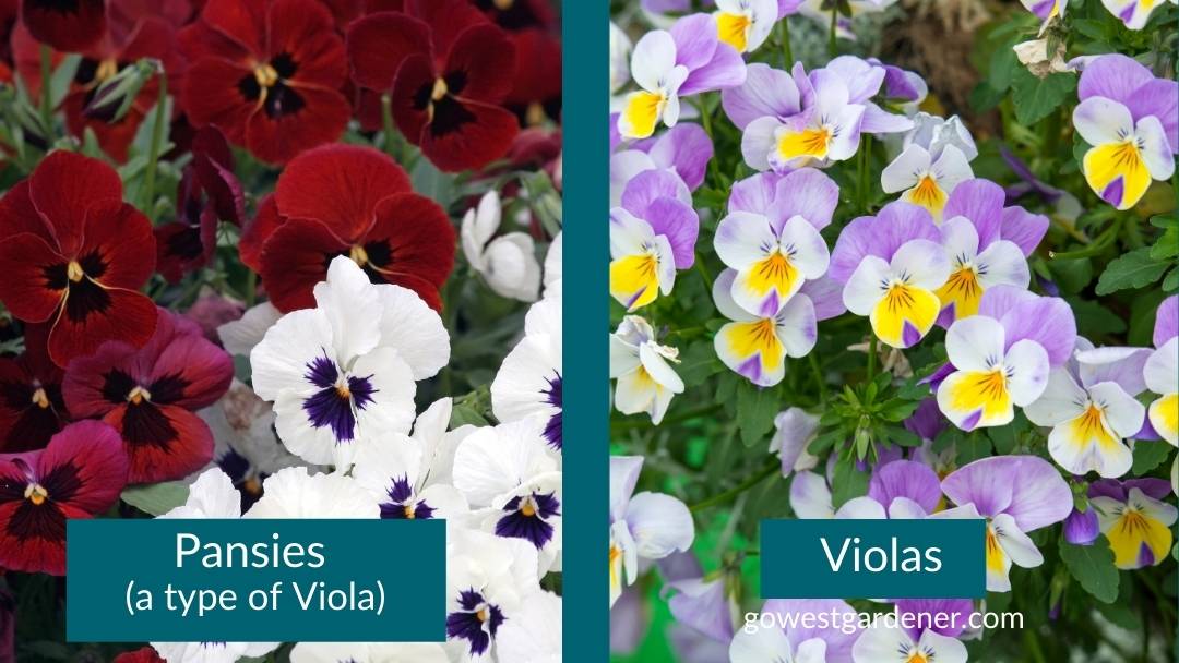 Change up your flowerpot look with pansies and violas in the fall. They like cooler weather.