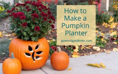 Jack O’Planters: How to Use a Pumpkin as a Planter