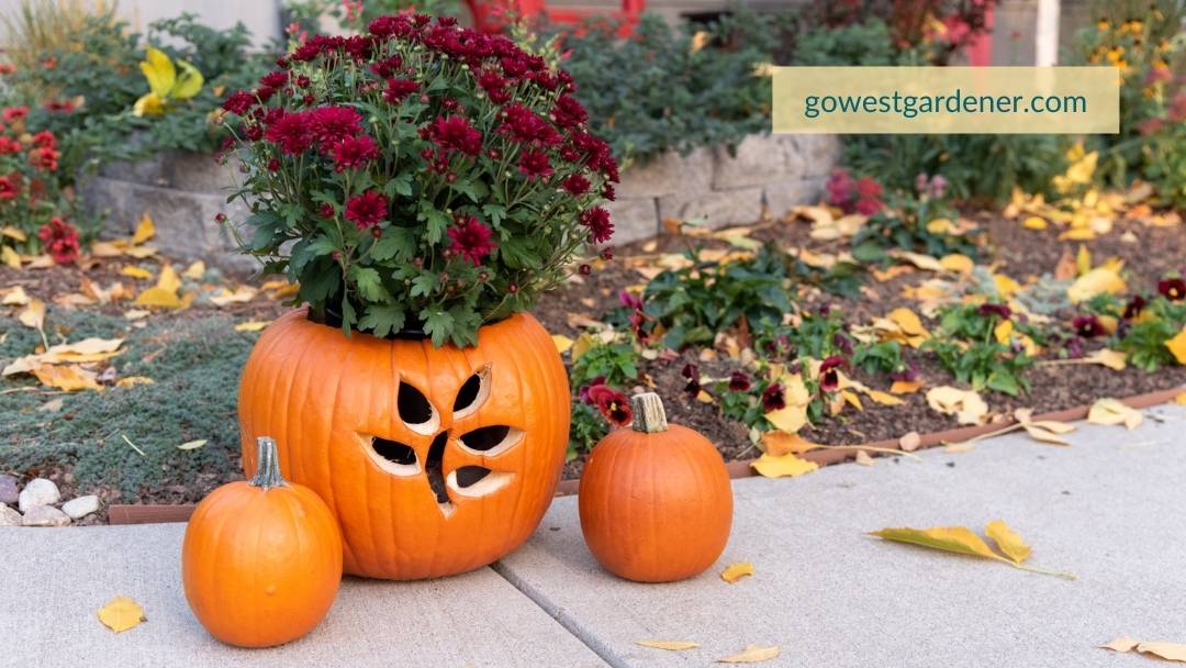 The finished product of my Jack o' Planter! This is how my pumpkin planter with red mums turned out.