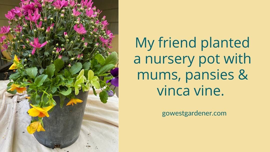 You can plant a mix of fall flowers in your pumpkin planters.