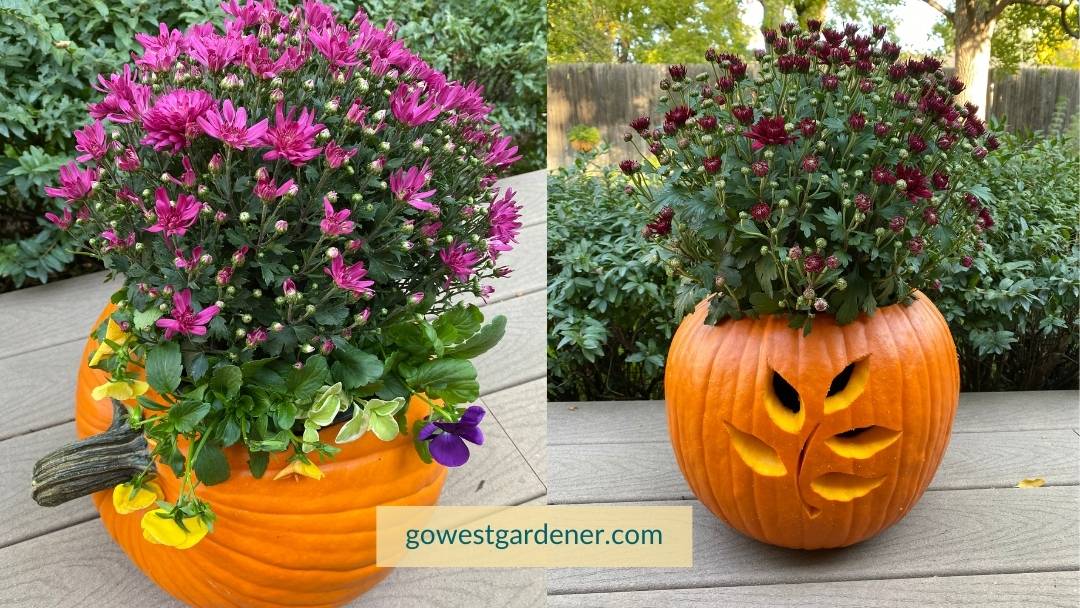Here are two examples of pretty pumpkin planters with mums and pansies.