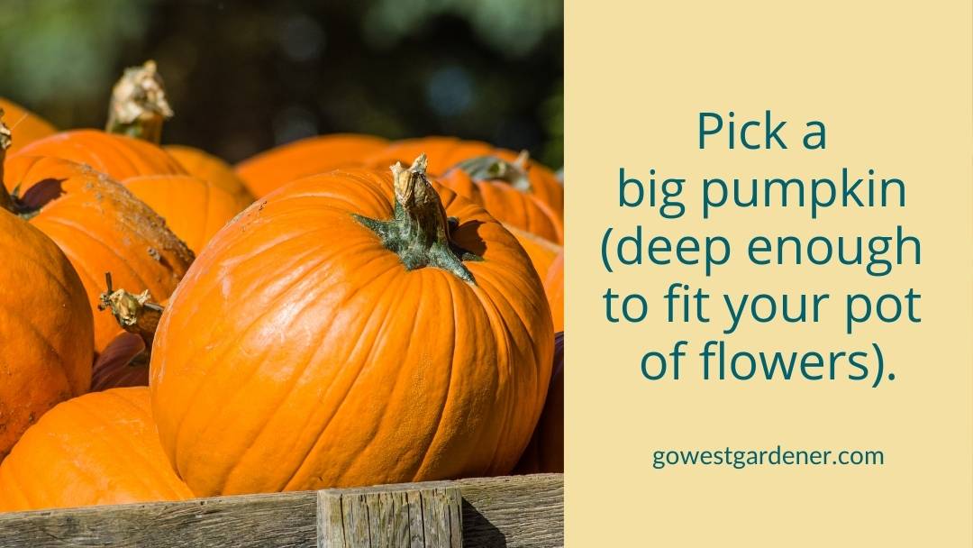 Look for a big pumpkin to serve as your pumpkin flowerpot.