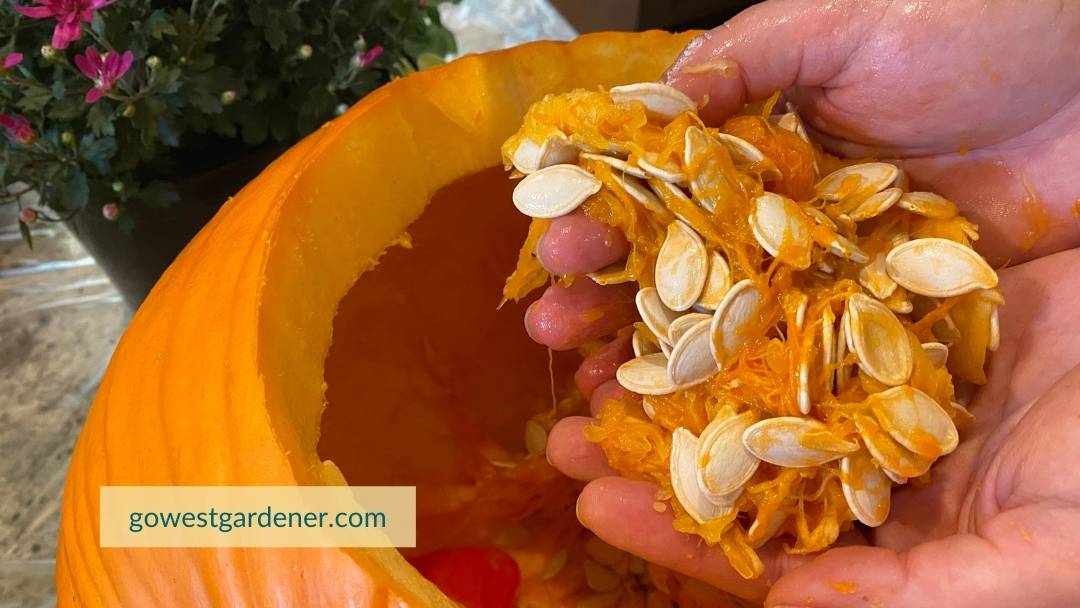 Empty everything out of your pumpkin, including the seeds.