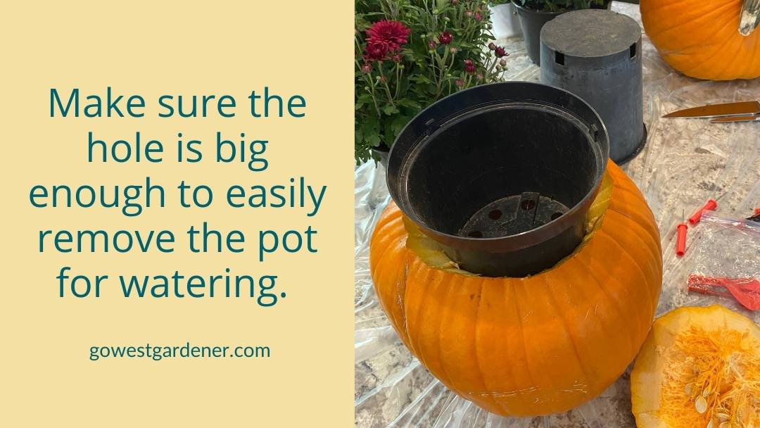 Check to make sure your flowerpot will fit in the pumpkin.