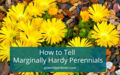 How Can You Tell If a Perennial Is ‘Marginally Cold Hardy?’