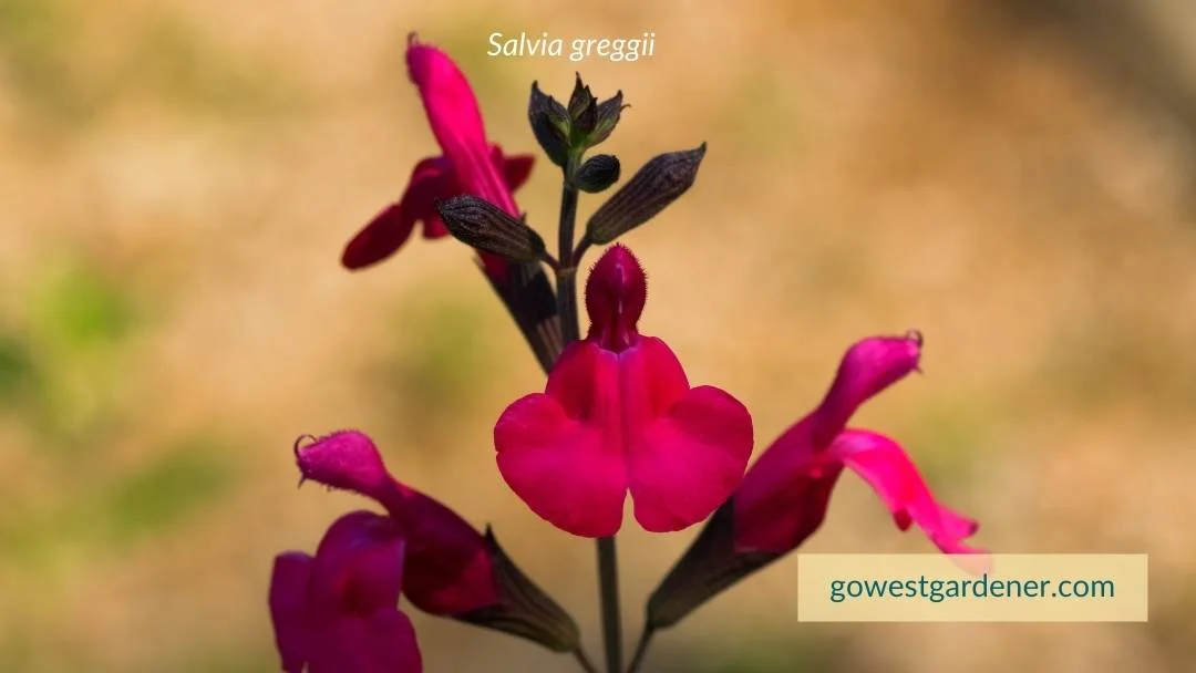 Salvia greggii is an example of a flower not to plant in a fall garden. It prefers to get planted in the spring.