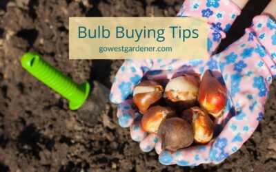 5 Helpful Tips for Buying Spring Flowering Bulbs in the Fall