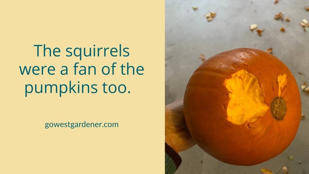 Squirrels ate some of the pumpkins.