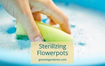 How to Sterilize Your Flowerpots