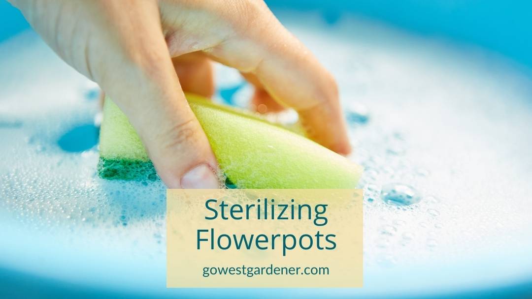 How to sterilize flowerpots