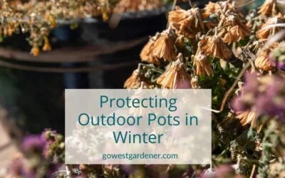 What to Do With Outdoor Pots in the Winter, So They Look Good for Many Seasons