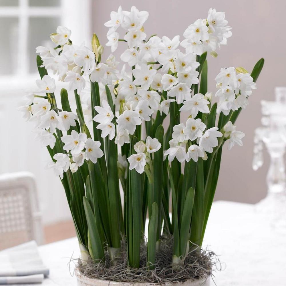 Paperwhite bulbs make good gifts for flower lovers and flower gardeners, especially in the winter.