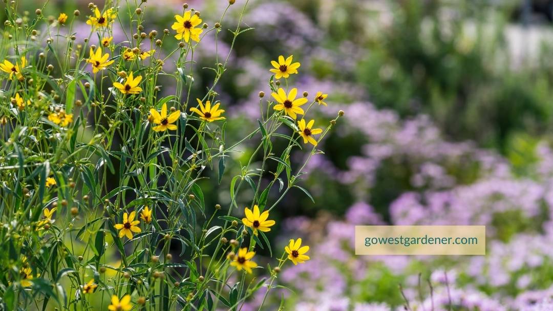 Find prairie gardens at your local botanical garden.