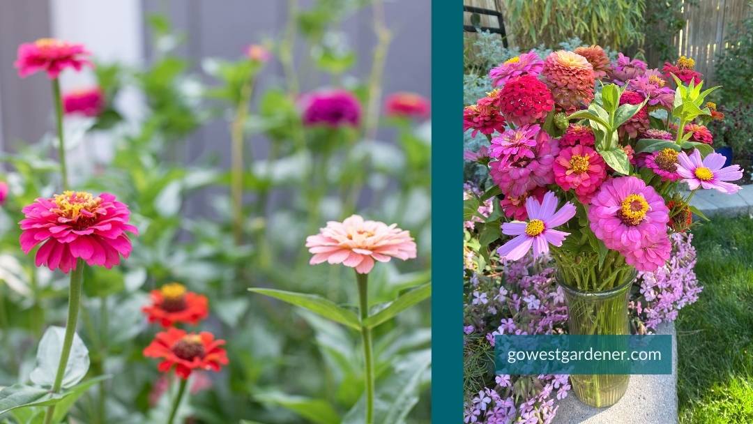 Zinnias in a garden and in a bouquet -- cut flowers bring so much joy!